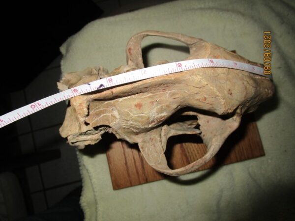 A large animal skull with a measuring tape around it.