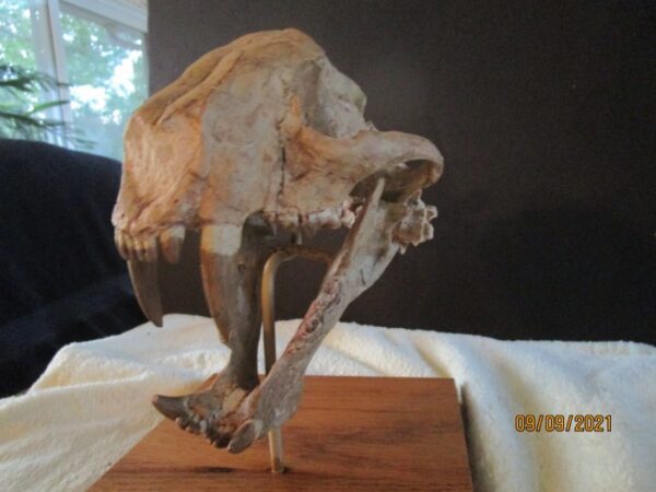 A close up of an animal skull on top of a wooden stand.