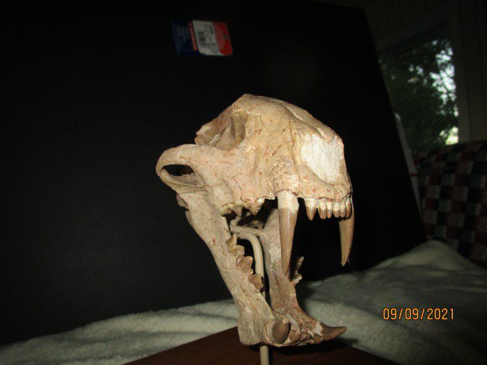 A skull of an animal on top of a wooden table.