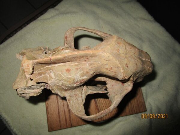 A horse 's head is shown on the table.