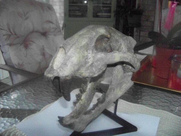 A skull of an animal on display in a room.