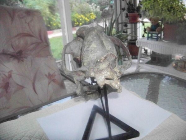 A skull sitting on top of a table.