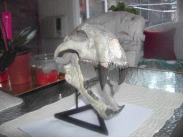 A skull of an animal on display in a room.