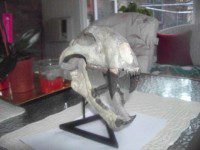 A white and black animal skull on display