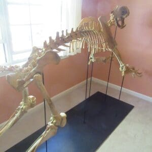 A skeleton of an animal sitting on top of a black mat.