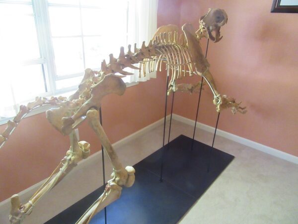 A skeleton of an animal sitting on top of a black mat.