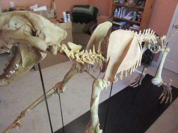 A skeleton of an animal is shown in the room.