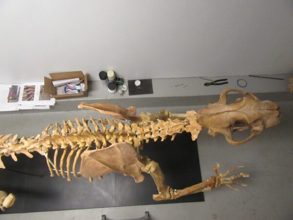 A skeleton of a horse and its bones.