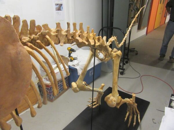 A skeleton of an animal is shown in the room.