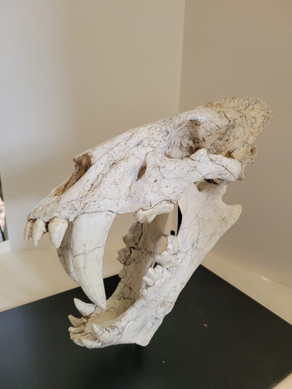 A white animal skull sitting on top of a table.