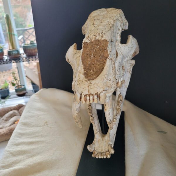 A skeleton of an animal sitting on top of a table.