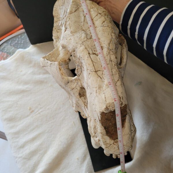 A person holding onto the side of a skull