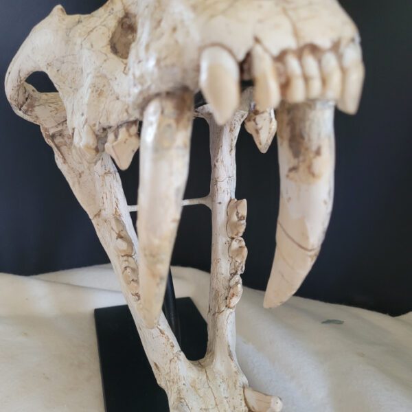 A close up of the teeth on an animal skull