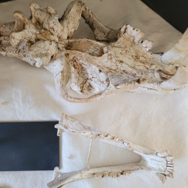 A white piece of cloth with some type of animal