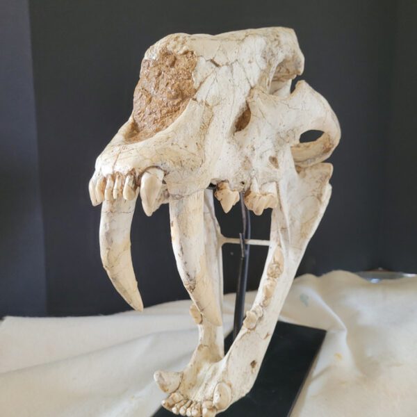 A close up of an animal skull on display