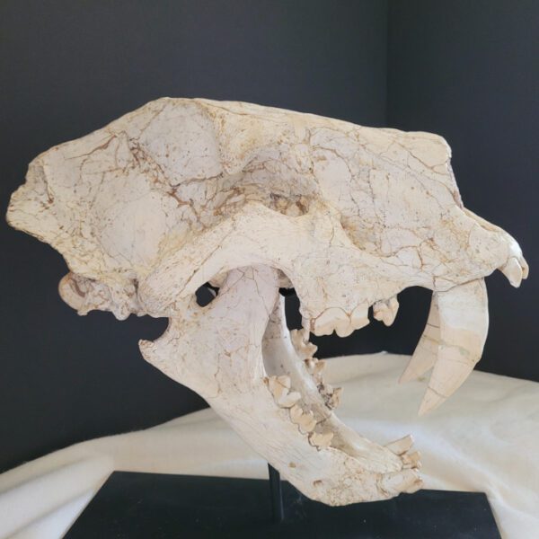 A close up of the skull of an animal