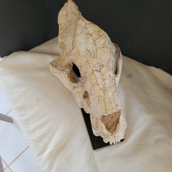 A skull sitting on top of a bed.