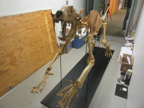 A skeleton of an animal sitting on top of a table.