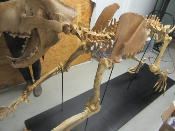 A skeleton of an animal with long legs.