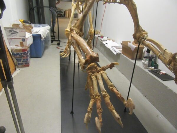 A skeleton of an arm hanging from the ceiling.