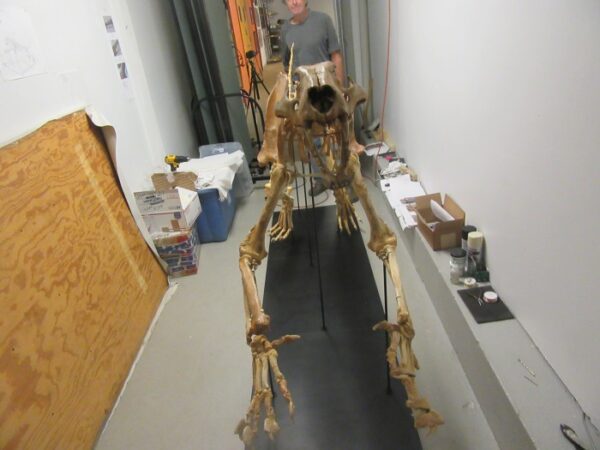 A man standing next to an animal skeleton.