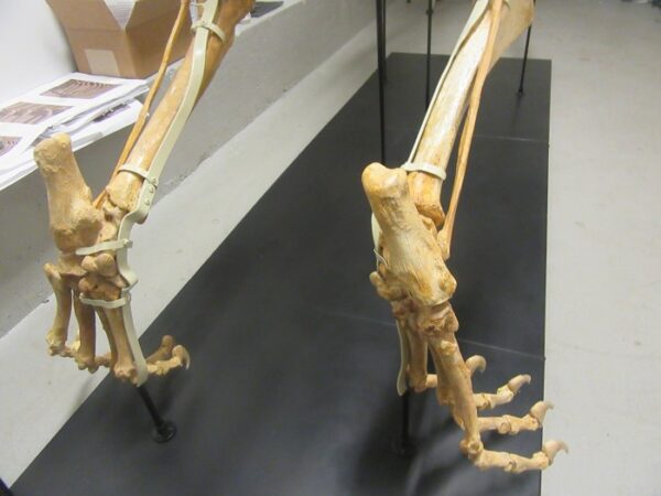 Two skeletons of a bird sitting on top of a table.