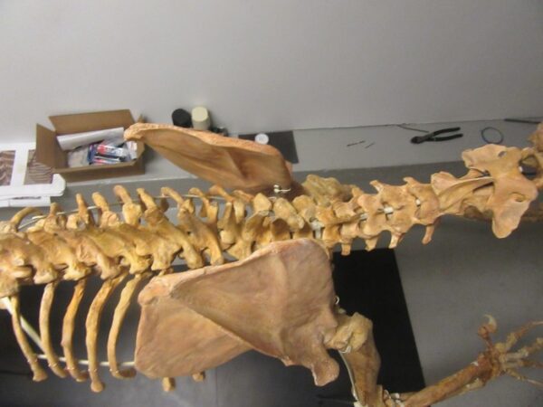 A skeleton of an animal with long neck and bones.