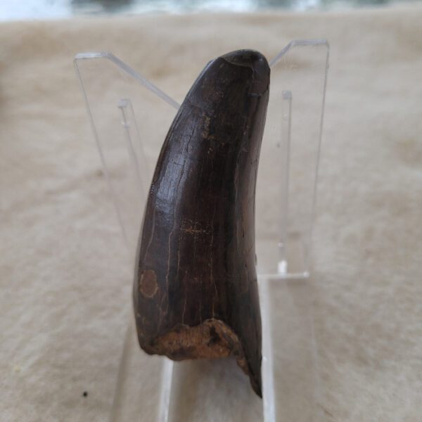 A close up of the side of an animal tooth