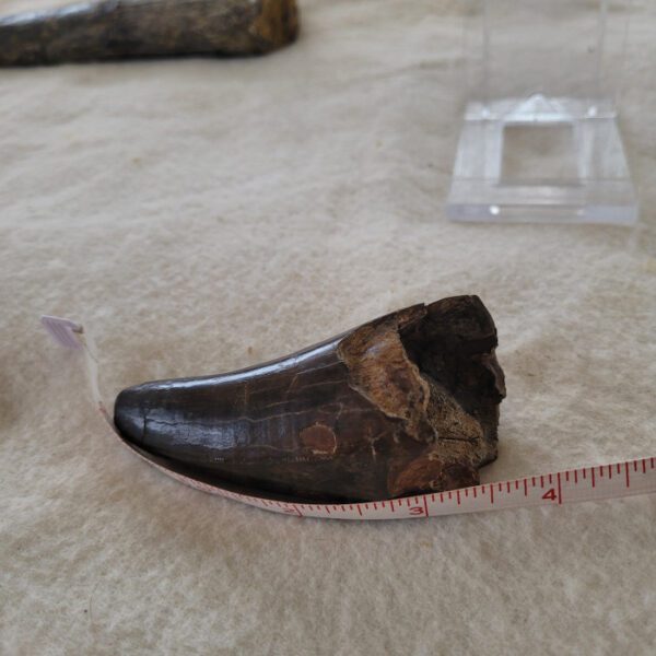 A shoe is shown on the ground with a ruler.