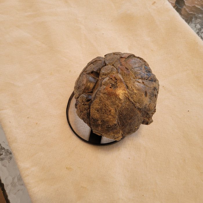 A turtle shell sitting on top of a table.