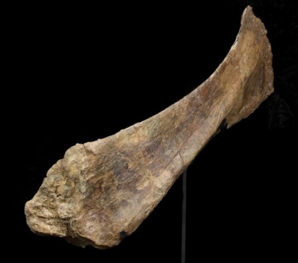 A bone that is sitting on top of a table.