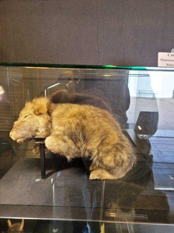 A stuffed animal sitting in the middle of a glass case.