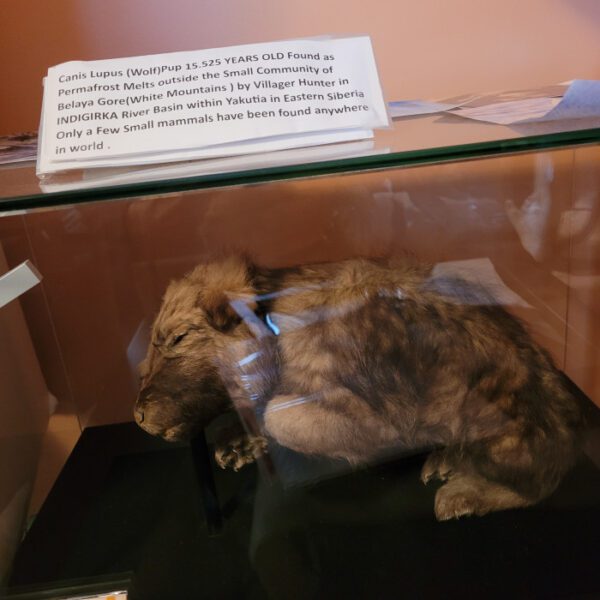 A cat sitting on top of a glass case.