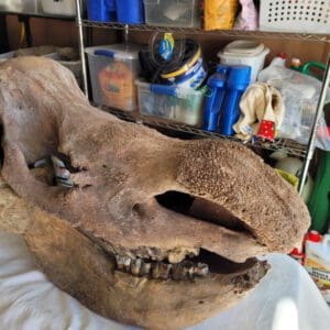 Large porous skull placed on cloth in garage