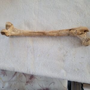 AMAZING NEOLITHIC Early Man BONE Eaten by a  Probable CAT (Sabercat Possible) to Bite Mark-BEFORE STONEHEDGE Bought from FRANCE MUSEUM