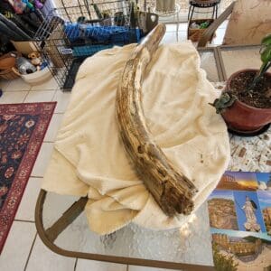 GORGEOUS HEAVY THICK (70LBS?) 41 inches and 14" Circ Premium WOOLY MAMMOTH Alaskan TUSK(Shipping Not INcluded)