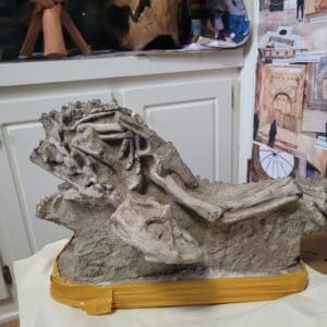 AMAZING DEATH POSE LARGE PSITTACOSAUR 32" ALL NATURAL SKELETON MOUNT w 5" Head (SOLD)(Shipping not incl)