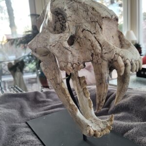 Original at Least 80% Beautiful Machairodus Saber-Tooth Cat Skull w Real Sabers