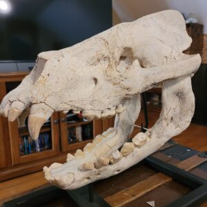 ONE-OF-KIND MIOCENE LARGEST  AMPHICYON  BEARDOG OF ALL TIME Almost 21" SKULL (Personal Collection Long time )