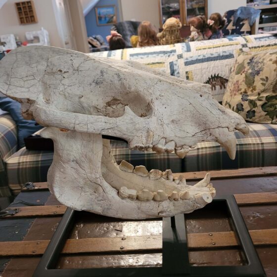 Animal skull displayed on wooden table indoors.