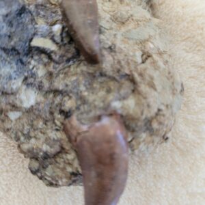 Fossilized animal teeth embedded in rock.