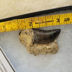 Allosaurus Tooth Over 1 inch with Great Serrations and Patina