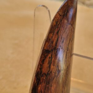 Massive 5.5" TREX Point TOOTH (Words can't describe it  )with Great Serrations both sides & 90% Original