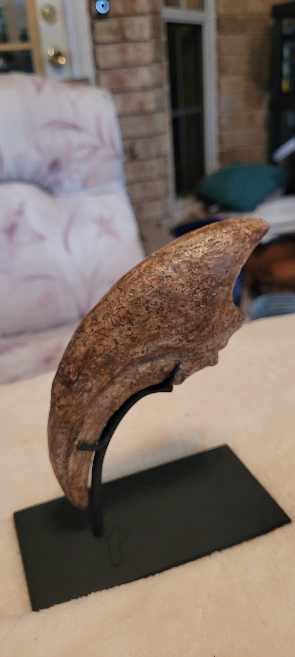 Massive Monster 9.25"Extremely High Quality ALLOSAURUS KILLING HAND CLAW - Image 2