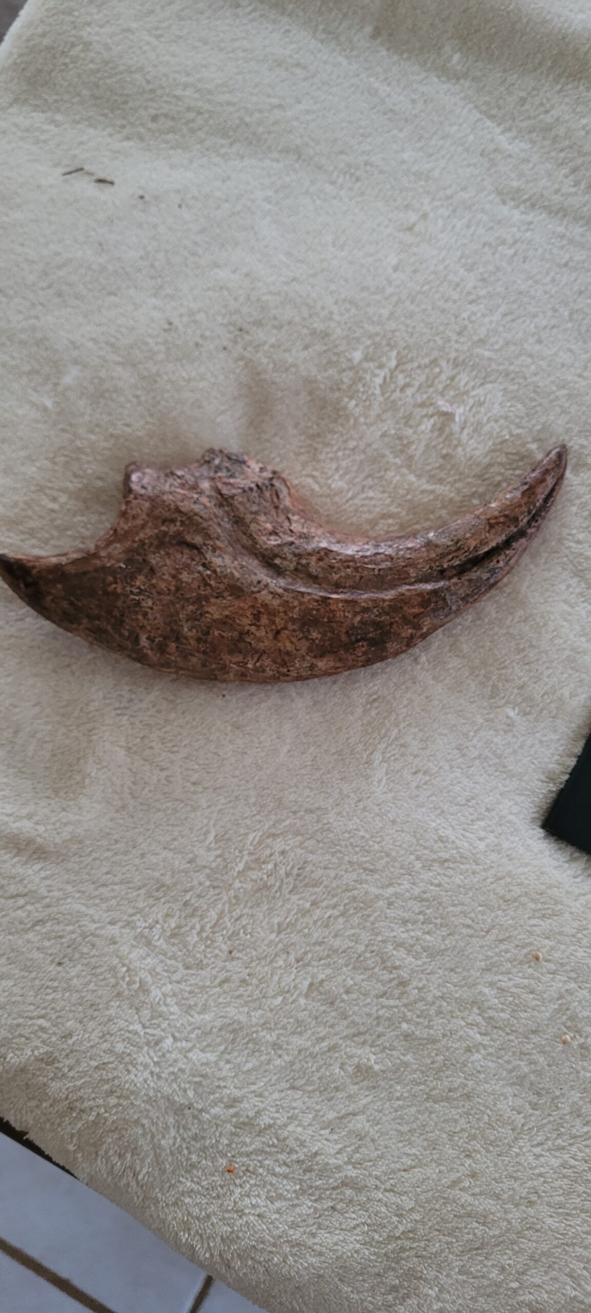 Massive Monster 9.25"Extremely High Quality ALLOSAURUS KILLING HAND CLAW - Image 5