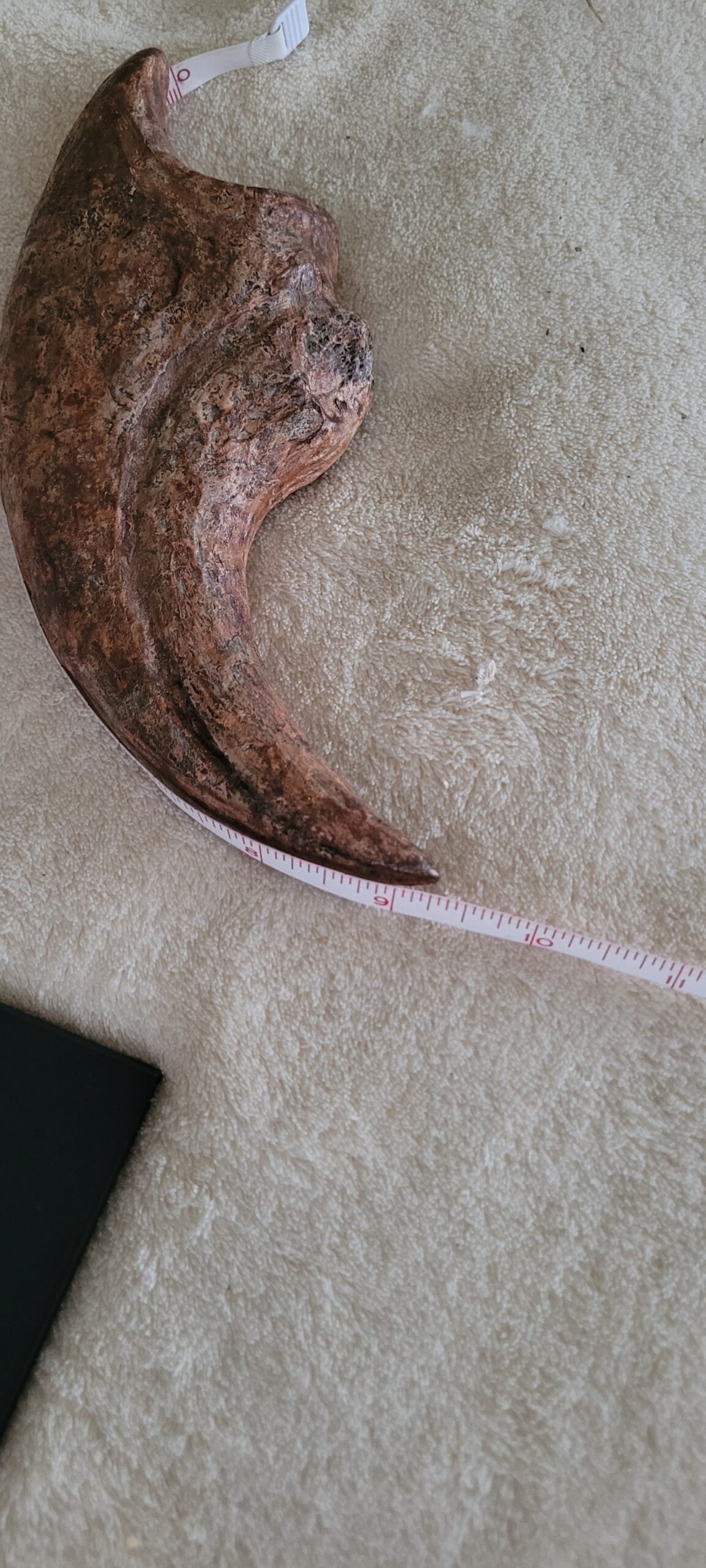 Massive Monster 9.25"Extremely High Quality ALLOSAURUS KILLING HAND CLAW - Image 3