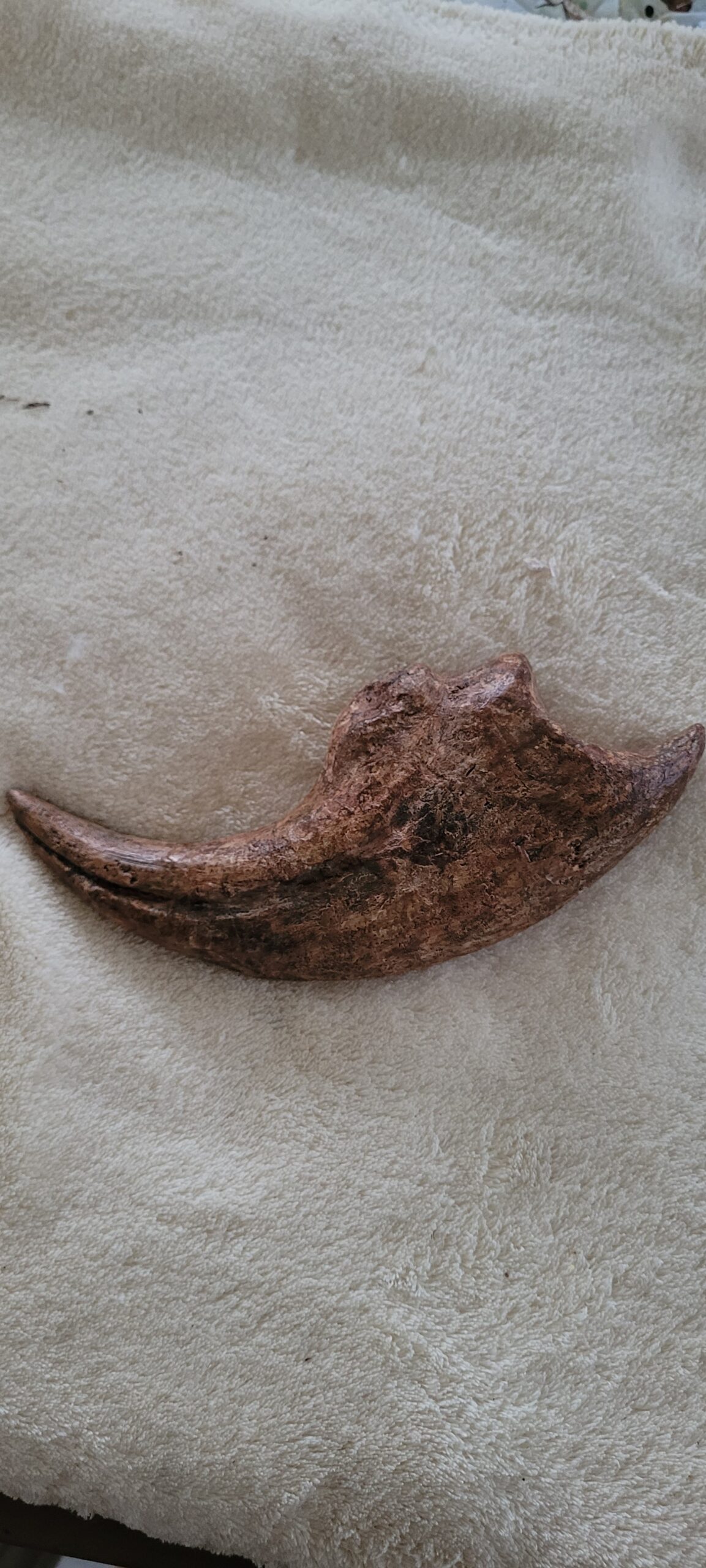 Massive Monster 9.25"Extremely High Quality ALLOSAURUS KILLING HAND CLAW - Image 7