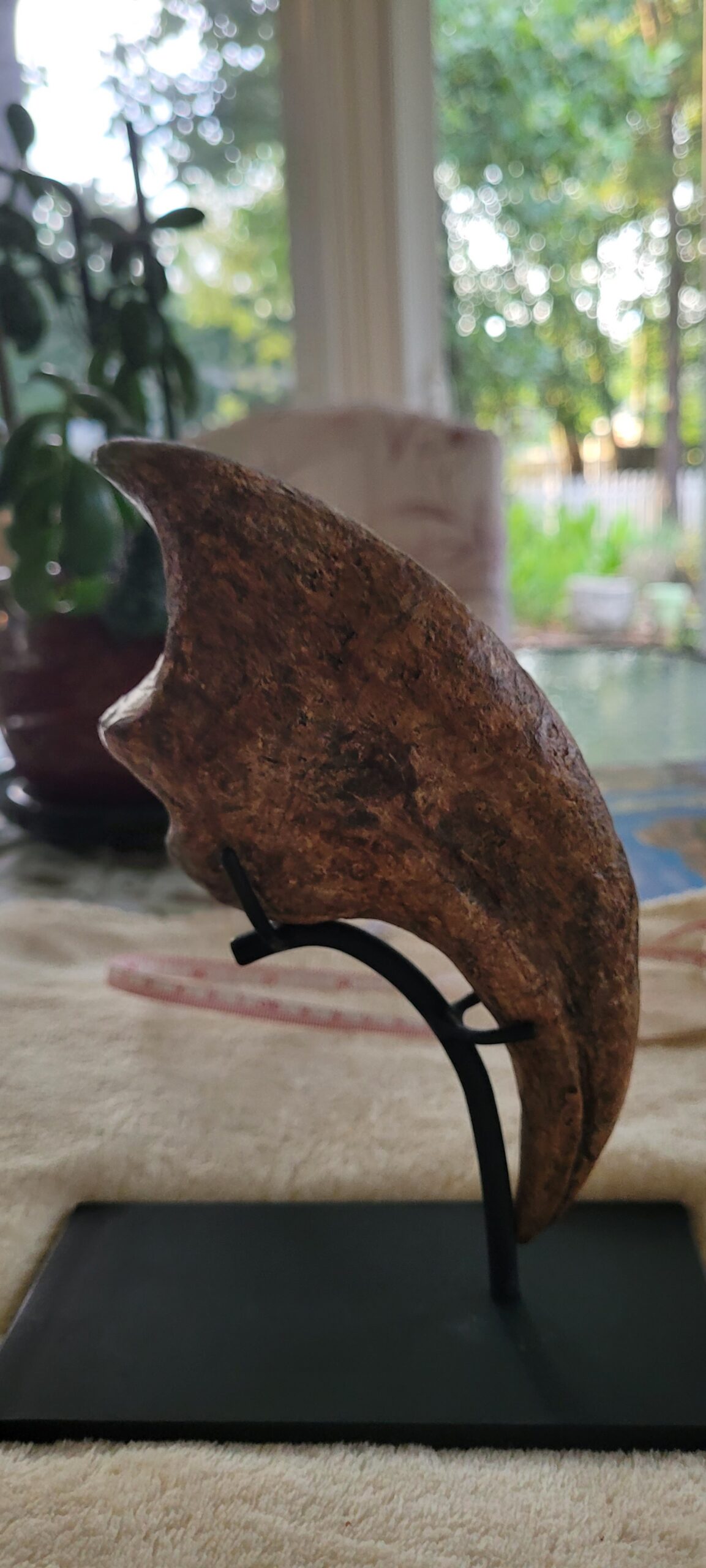 Massive Monster 9.25"Extremely High Quality ALLOSAURUS KILLING HAND CLAW - Image 4