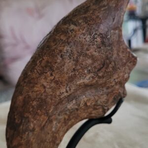 Massive Monster 9.25"Extremely High Quality ALLOSAURUS KILLING HAND CLAW