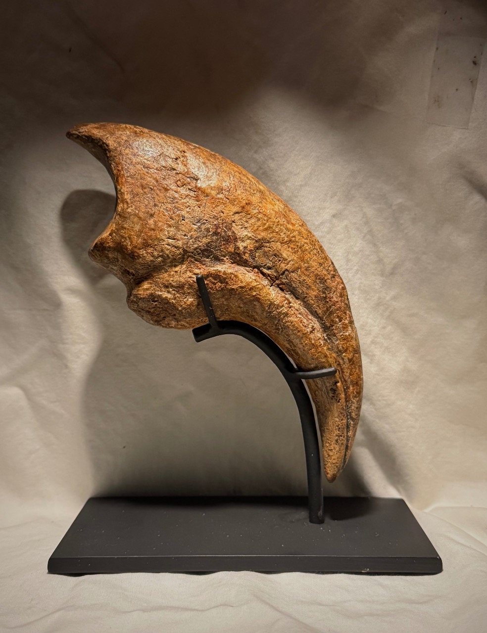 Massive Monster 9.25"Extremely High Quality ALLOSAURUS KILLING HAND CLAW - Image 10